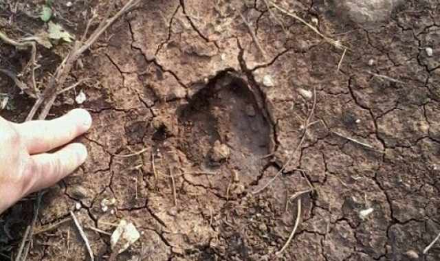 Bari, orme di cinghiale alle porte del San Paolo: Arrivano dalla Murgia  